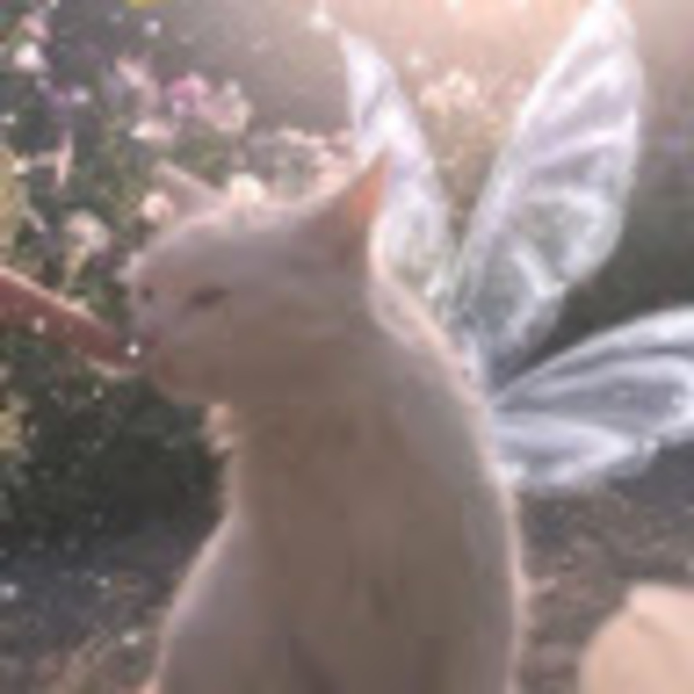Meet your Posher, Chicle